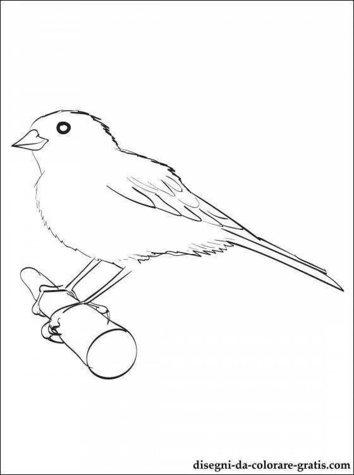 Violent canary coloring book