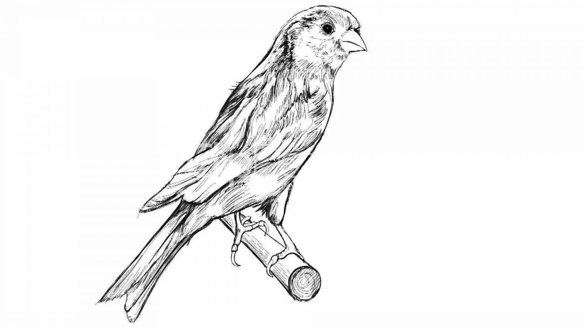 Colored canary coloring book