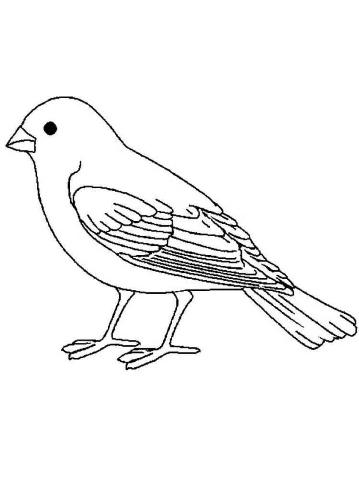 Color crazy canary coloring book