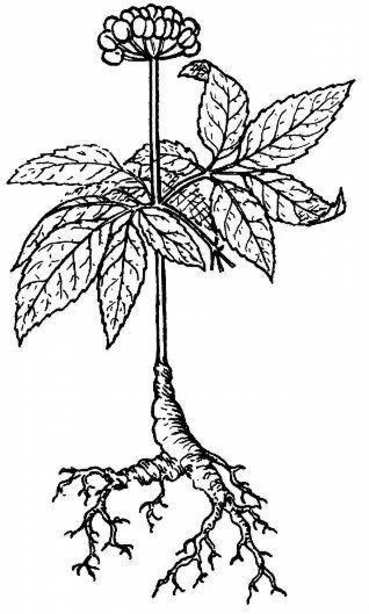 Colorful ginseng coloring page