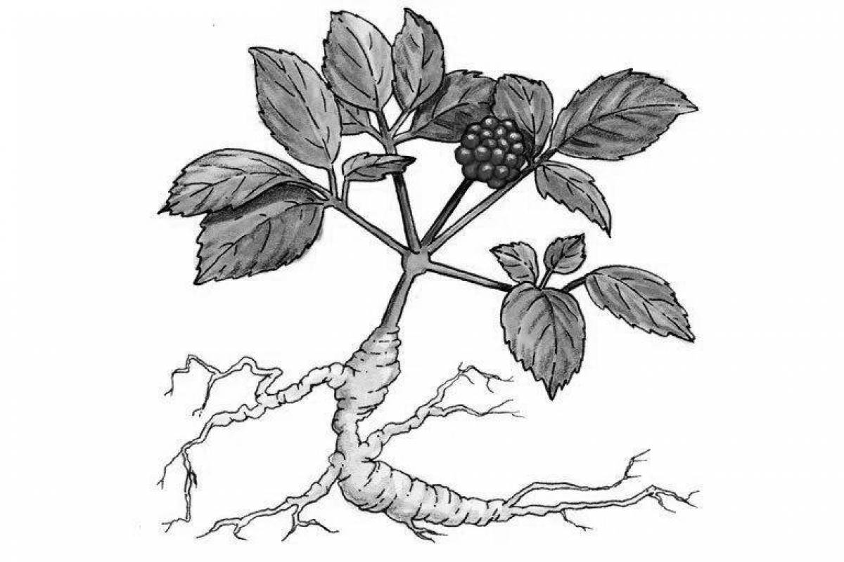 Exciting ginseng coloring book