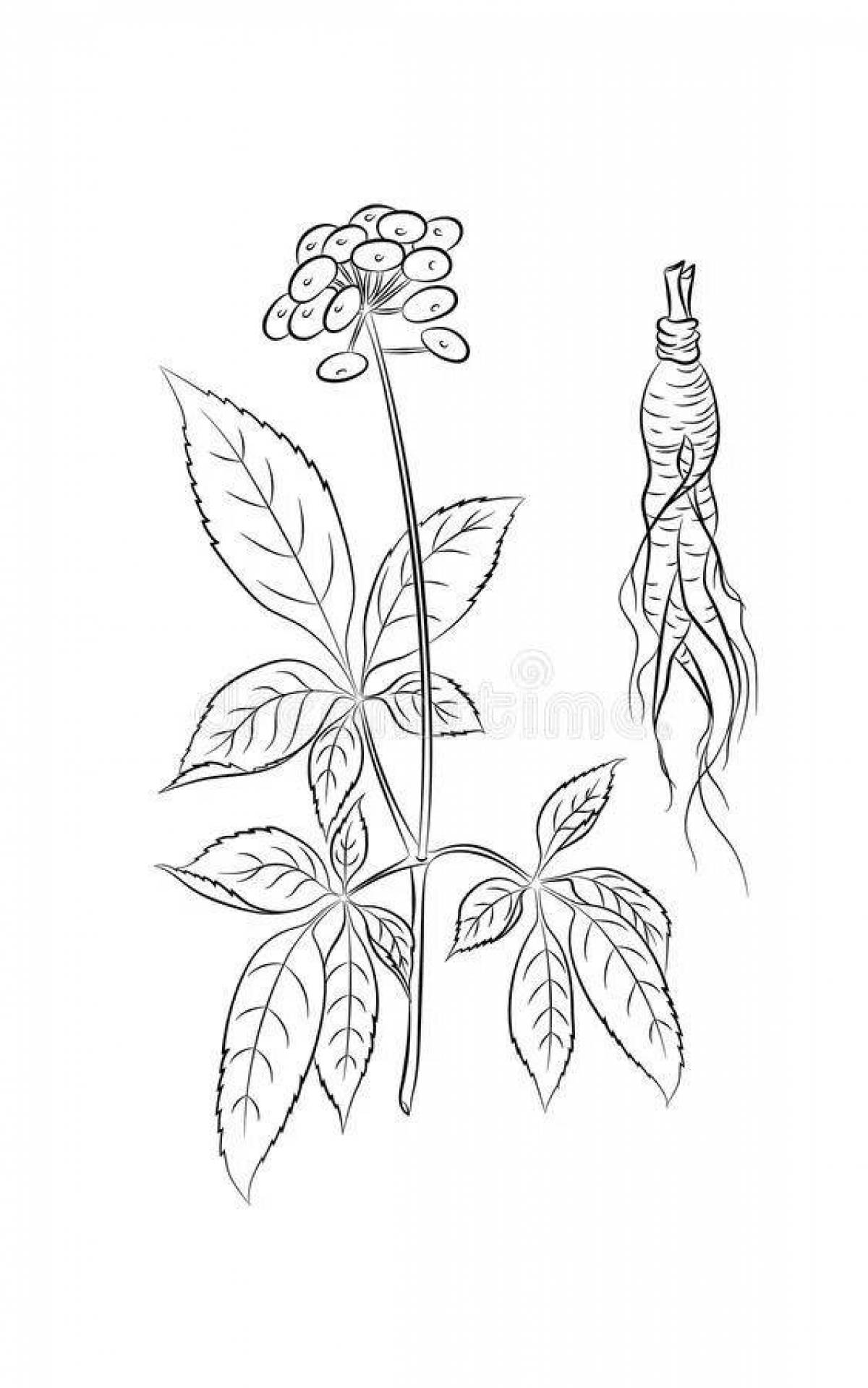 Animated ginseng coloring page