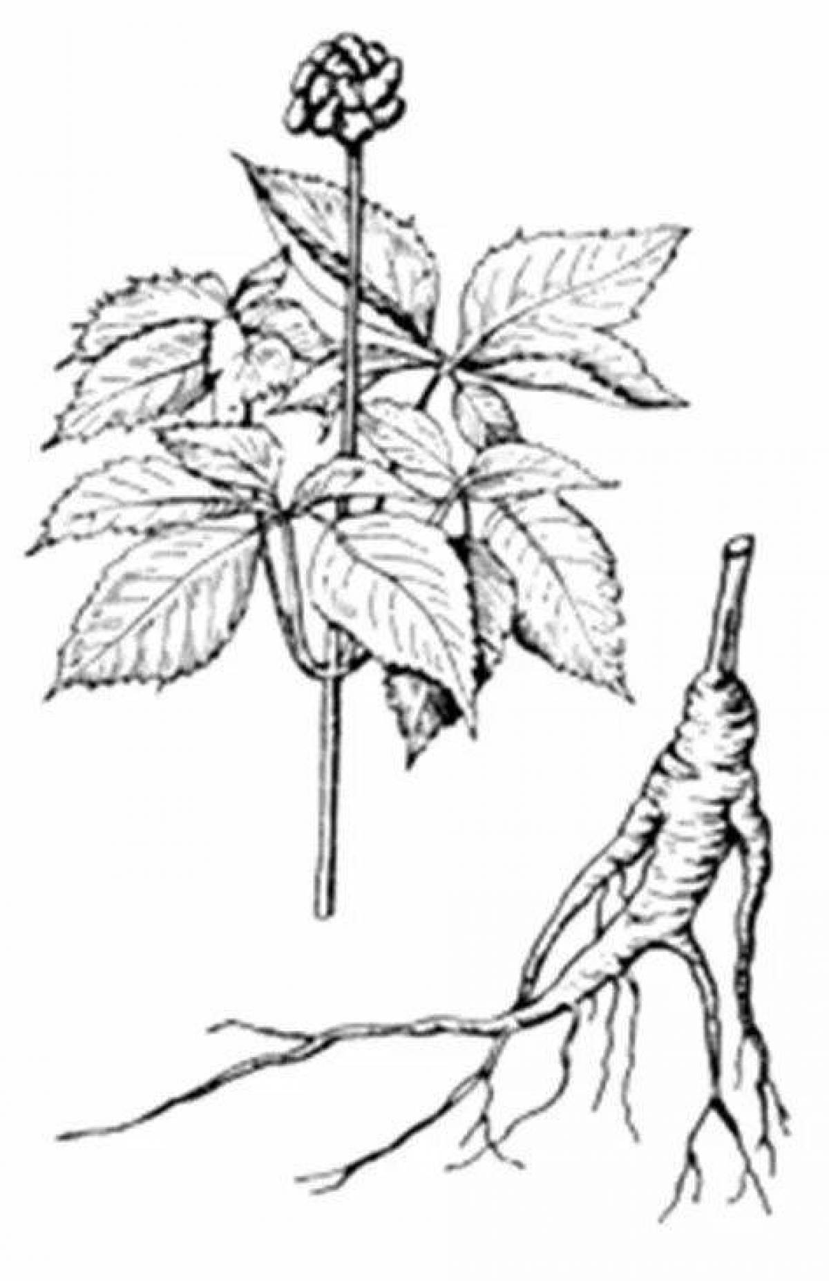 Glowing ginseng coloring page