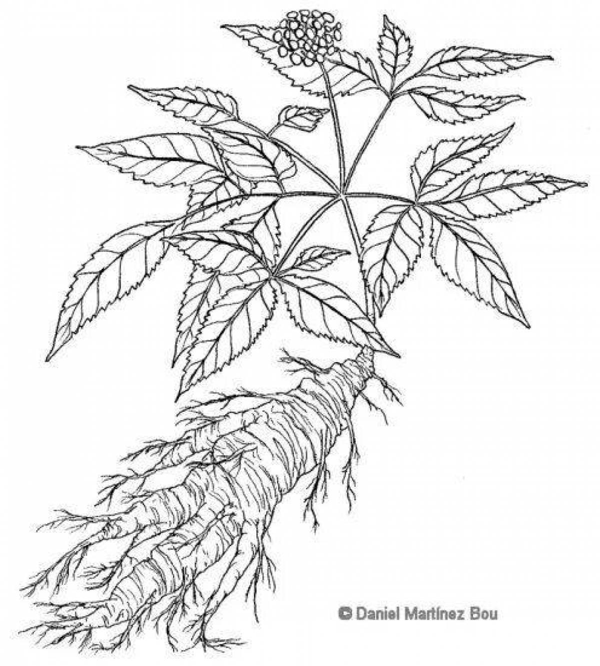 Coloring of sparkling ginseng
