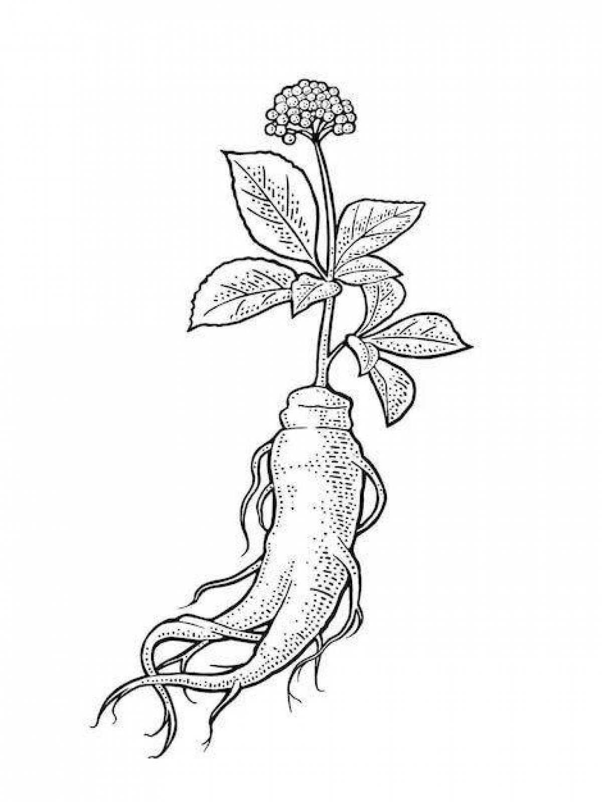 Coloring page dazzling ginseng