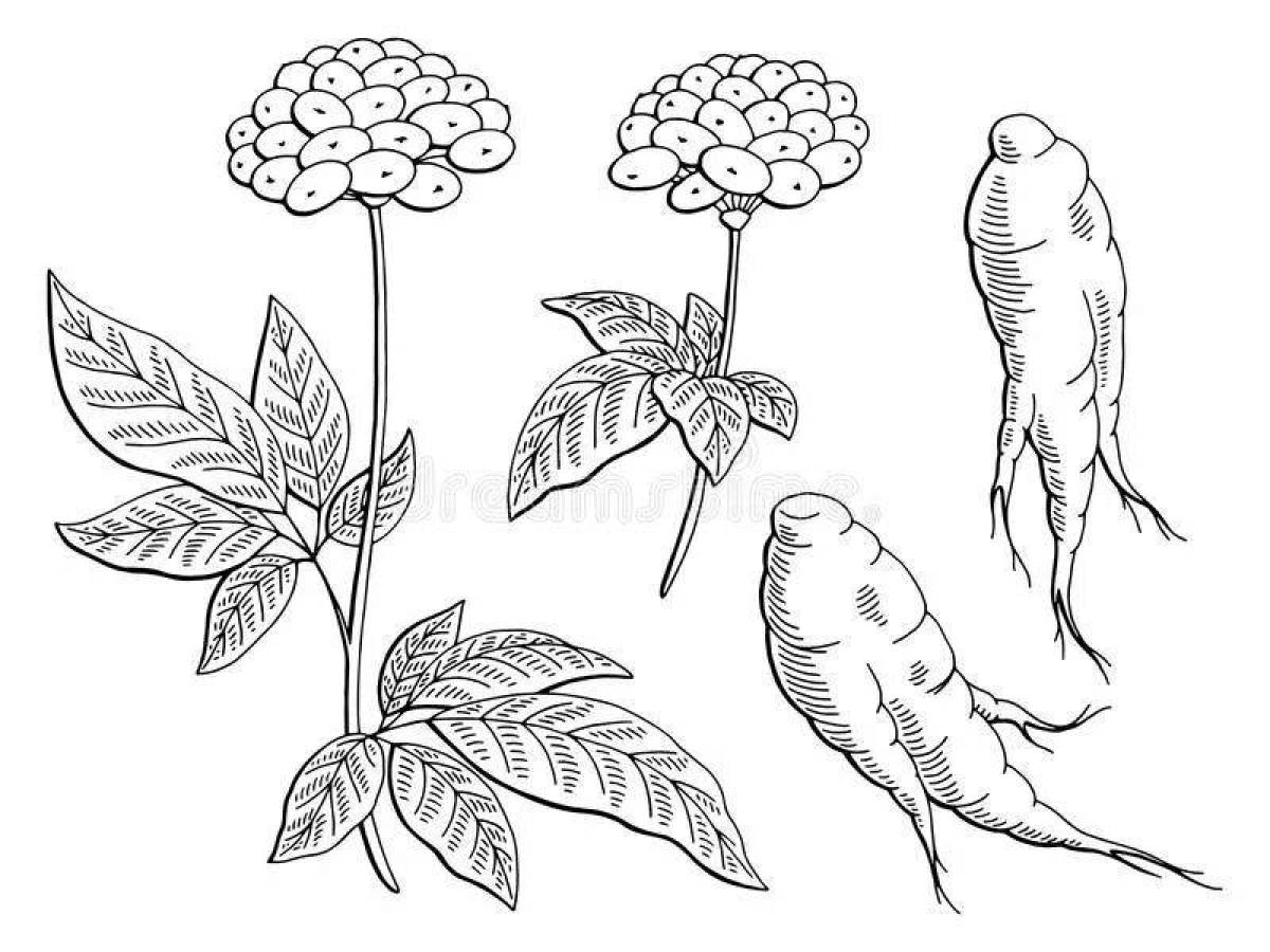 Coloring book alluring ginseng