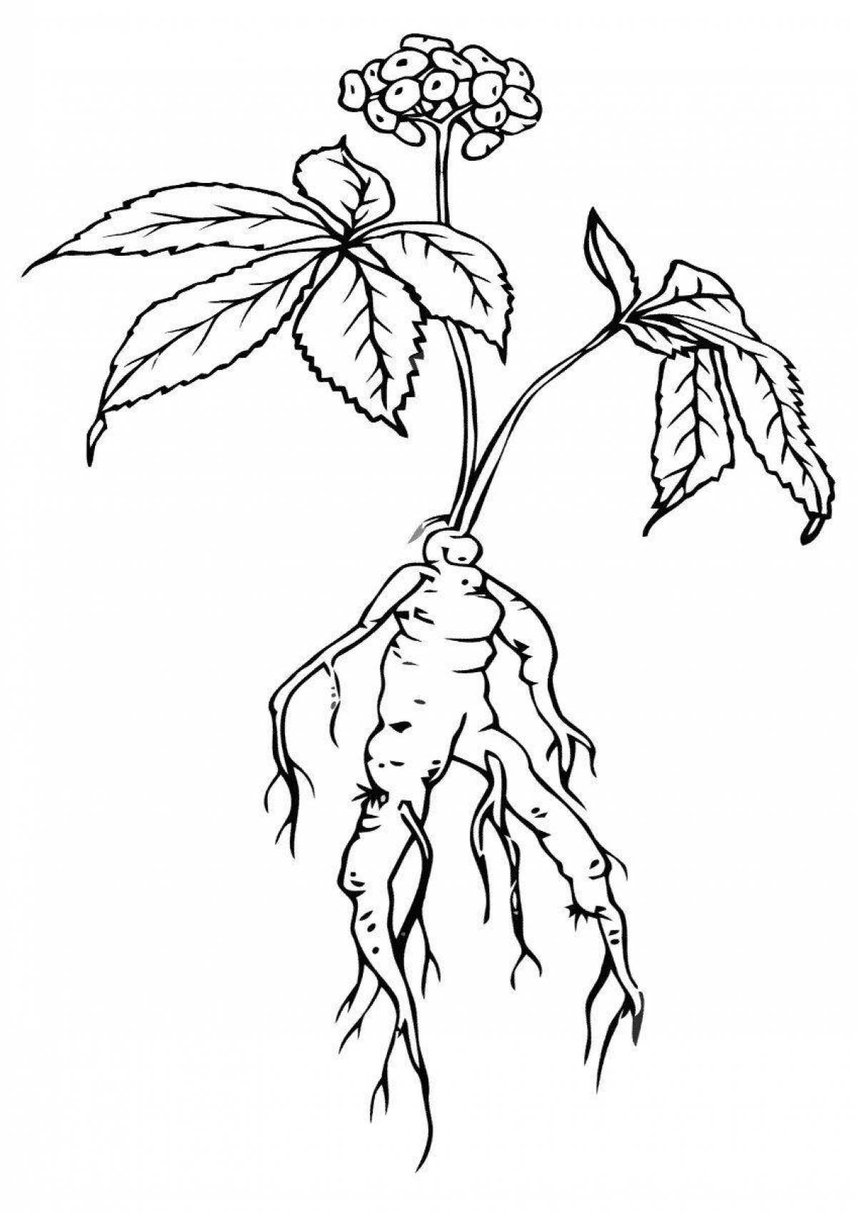 Sweet ginseng coloring page