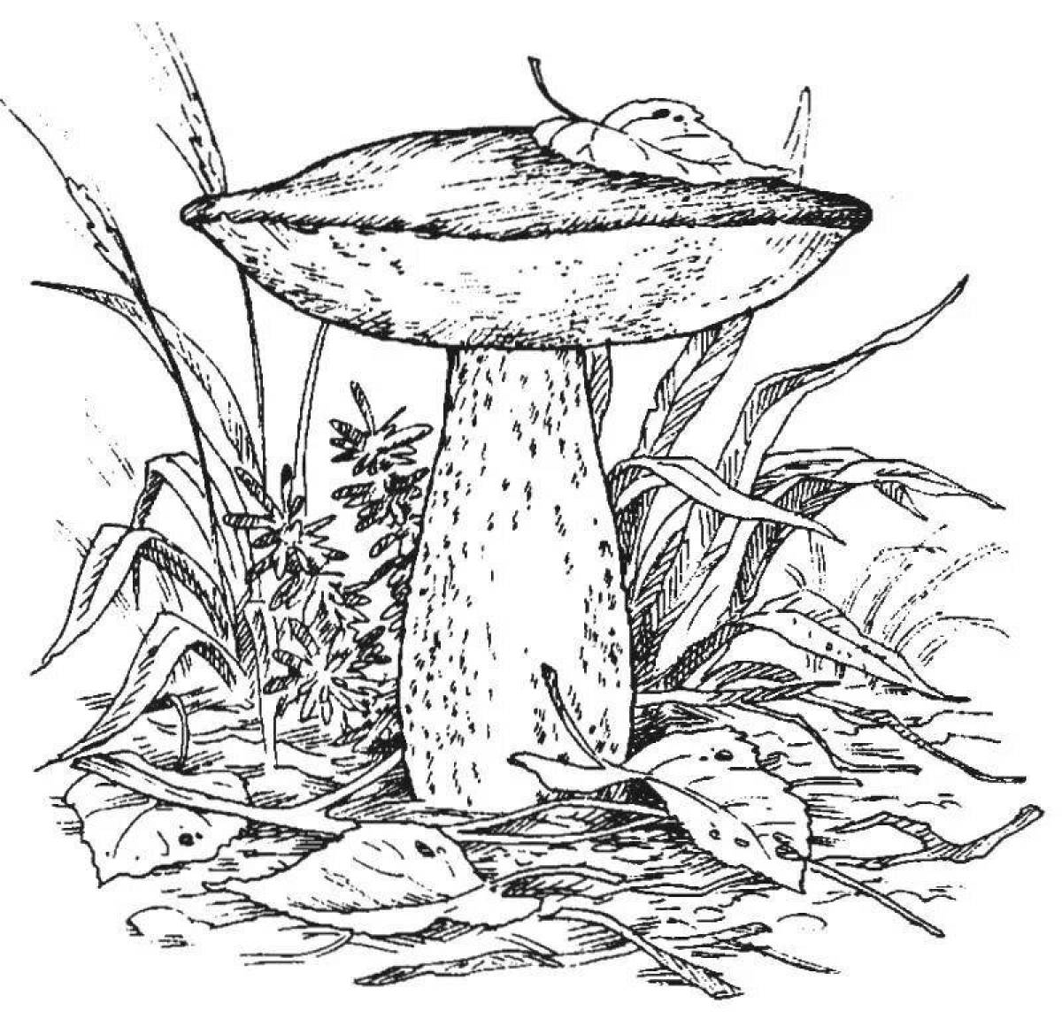 Набор съедобных грибов: белый гриб, маховик, подберезовики, подосиновик, лисичками