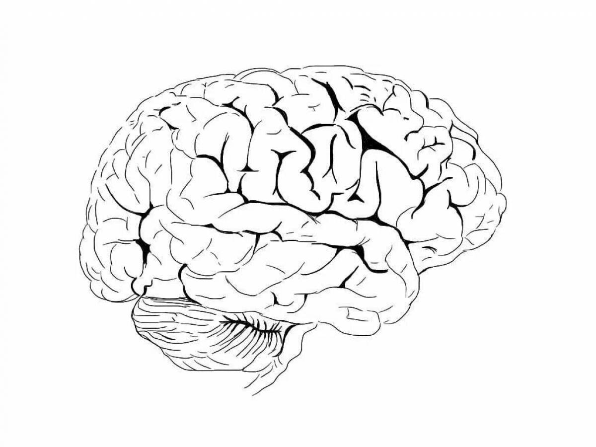 Color brain. Мозг рисунок. Мозг раскраска. Головной мозг раскраска.