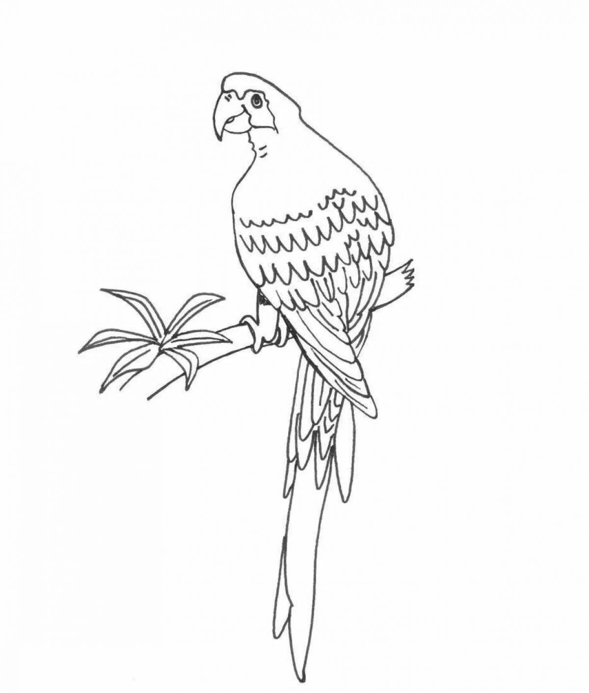 Раскраска волнистый попугайчик