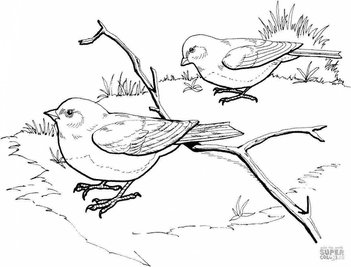 Раскраски на тему зимующие птицы