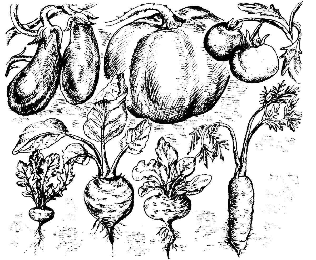 Рисунок овощного растения 2 класс