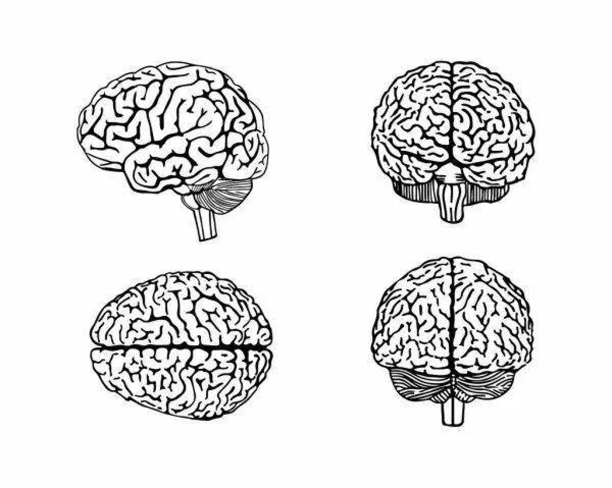 Glossy coloring human brain