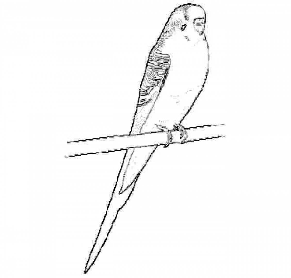 Coloring book cheerful budgerigar