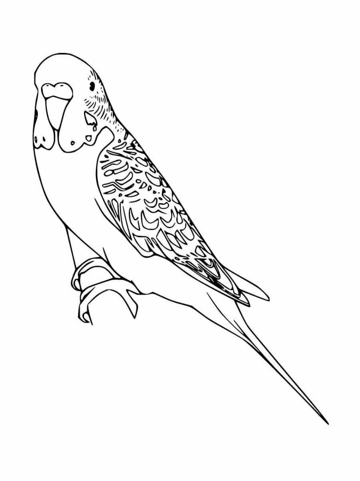 Живая раскраска волнистого попугайчика