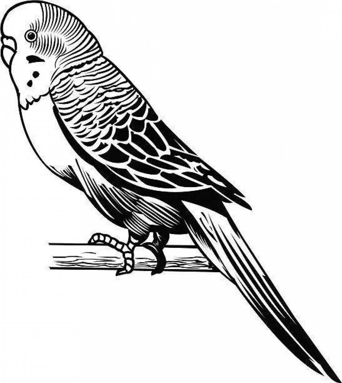 Exotic budgerigar coloring page