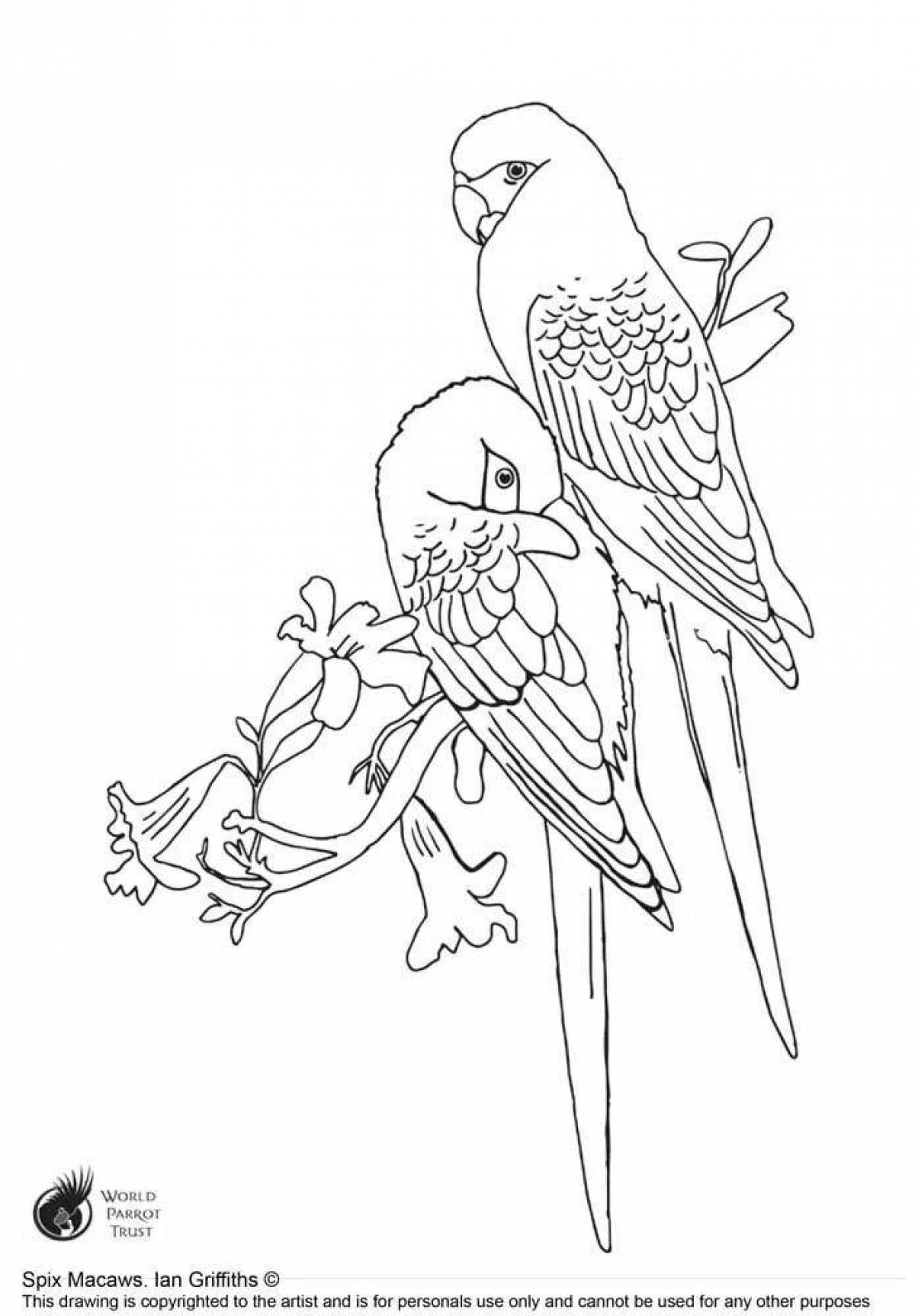 Attractive budgerigar coloring page