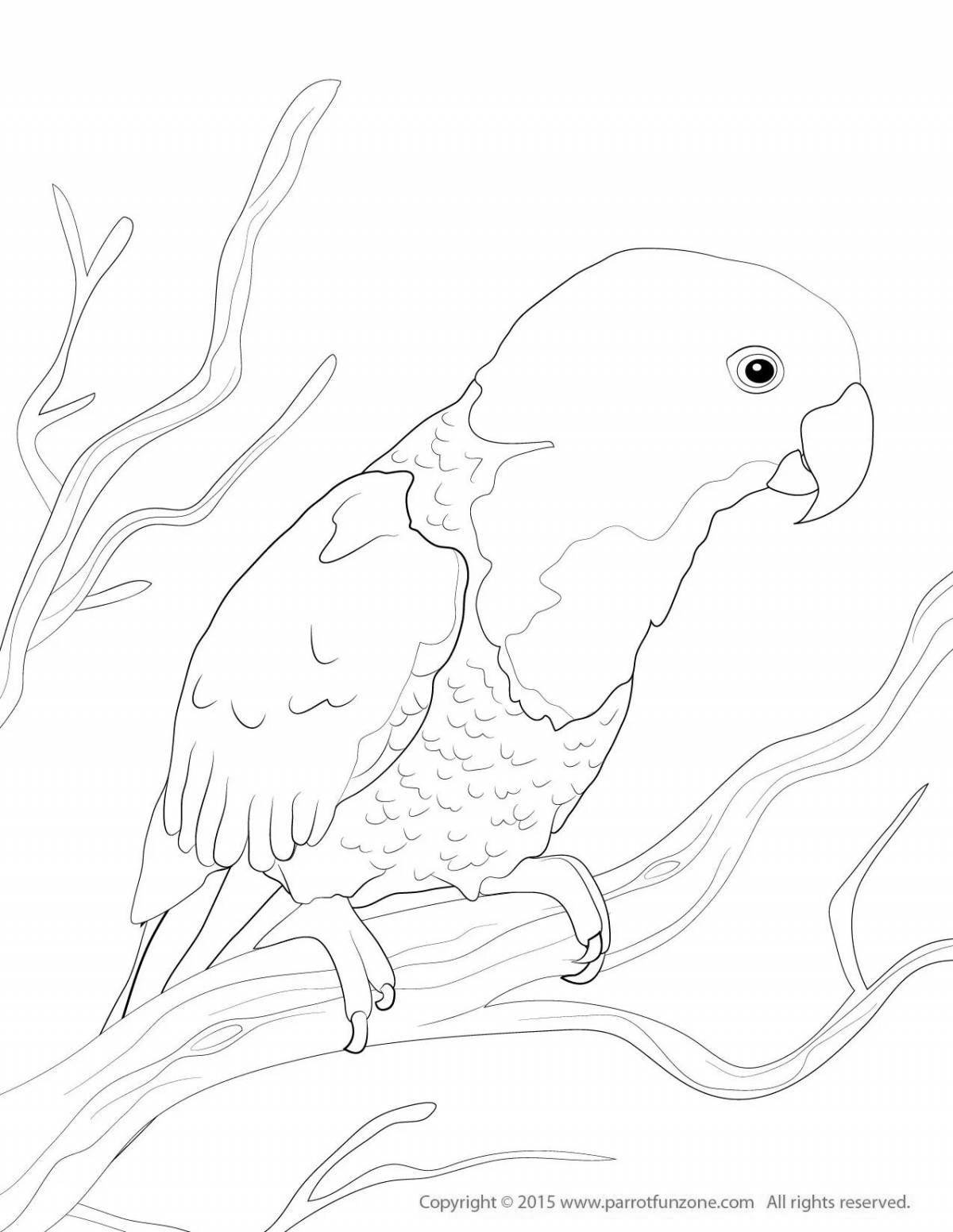 Милая страница раскраски волнистого попугайчика