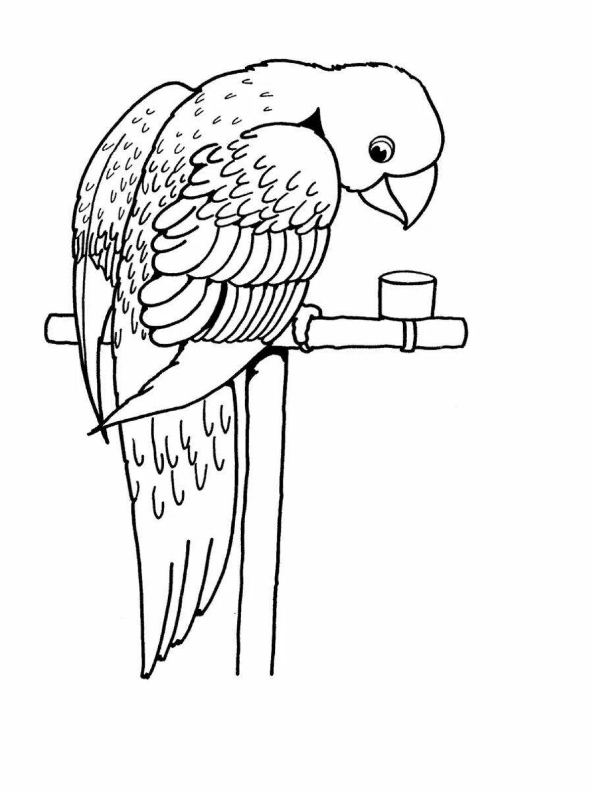 Fun coloring budgerigar