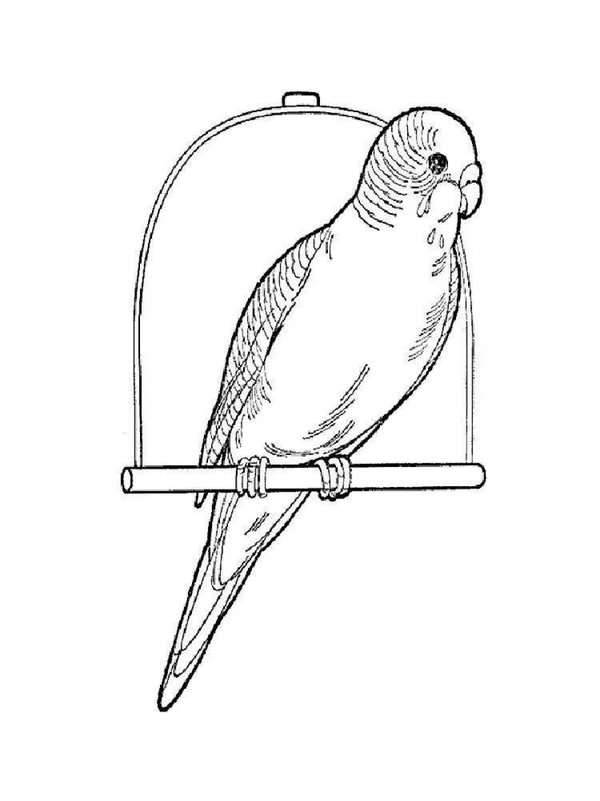 Intriguing budgerigar coloring page
