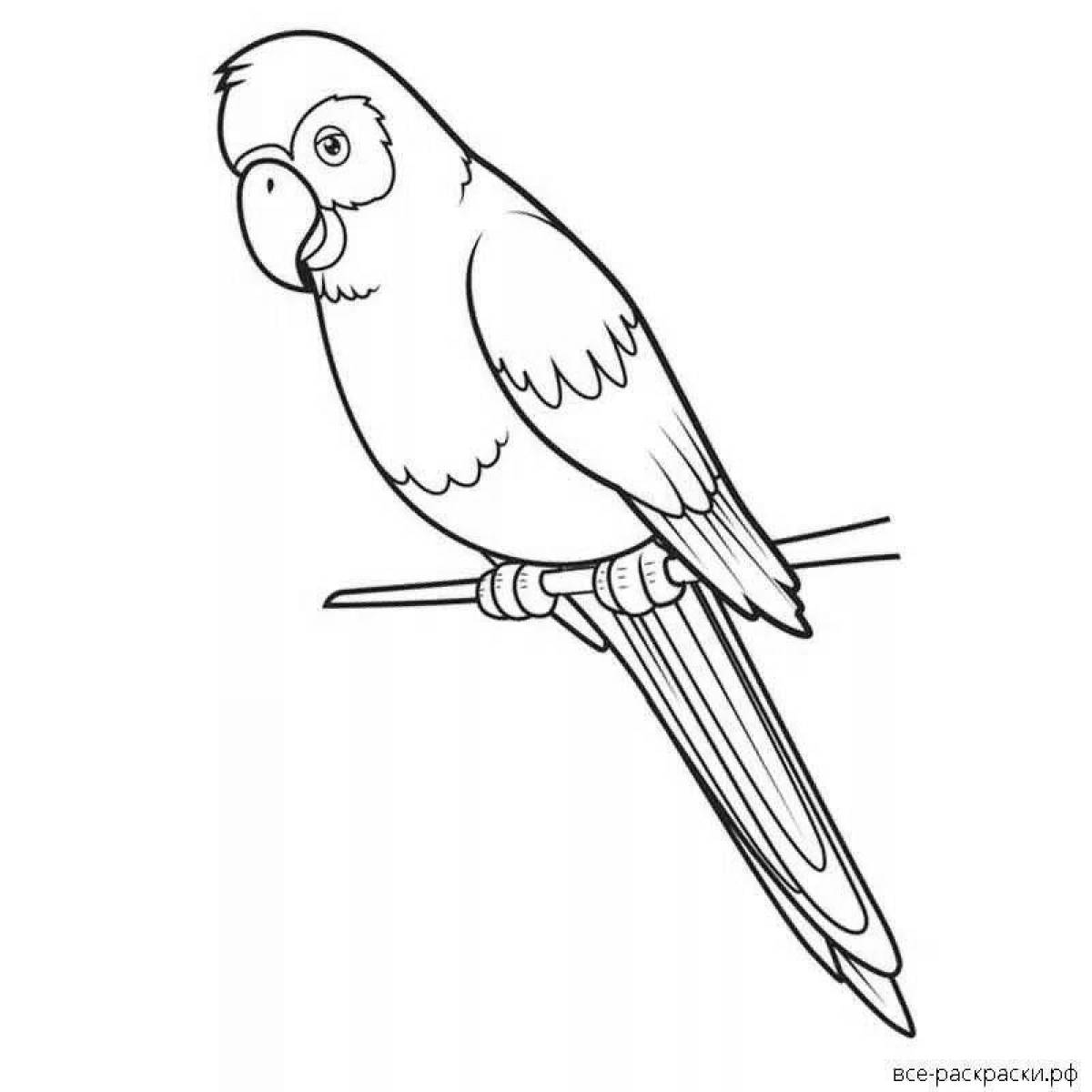 Интересная раскраска волнистый попугайчик