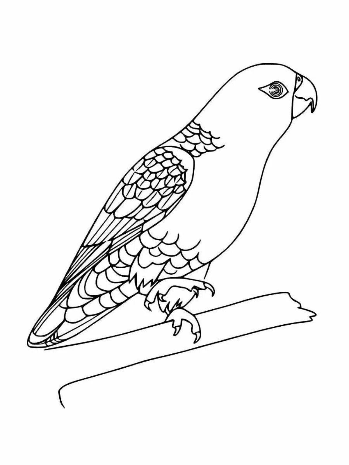 Раскраска смешной волнистый попугайчик