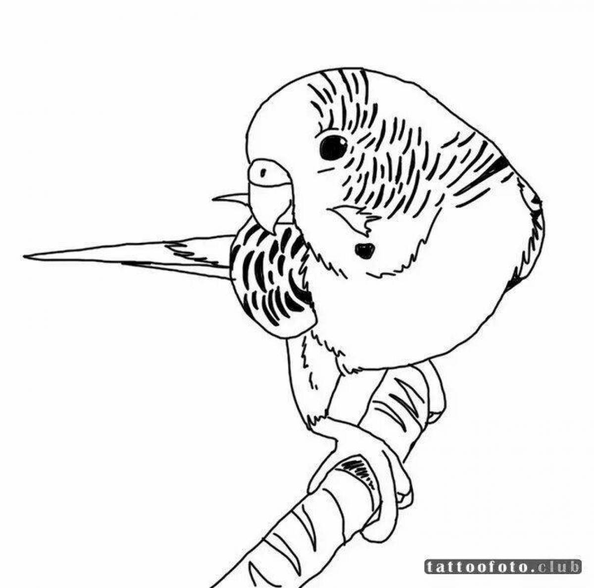 Fancy budgerigar coloring page