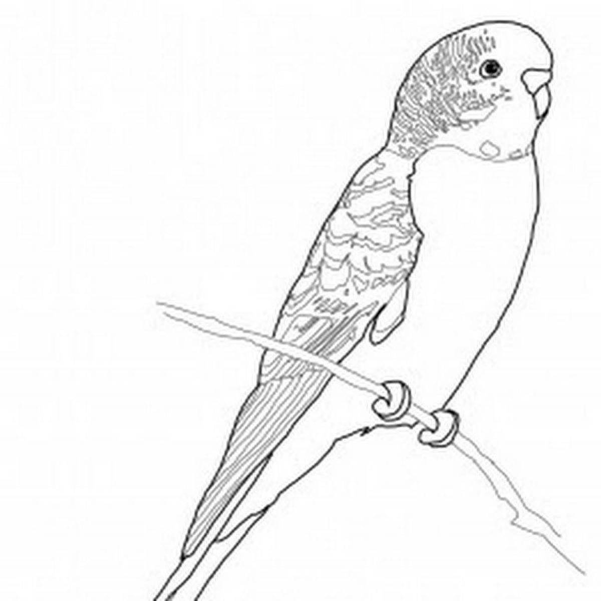 Раскраска дружелюбный волнистый попугайчик