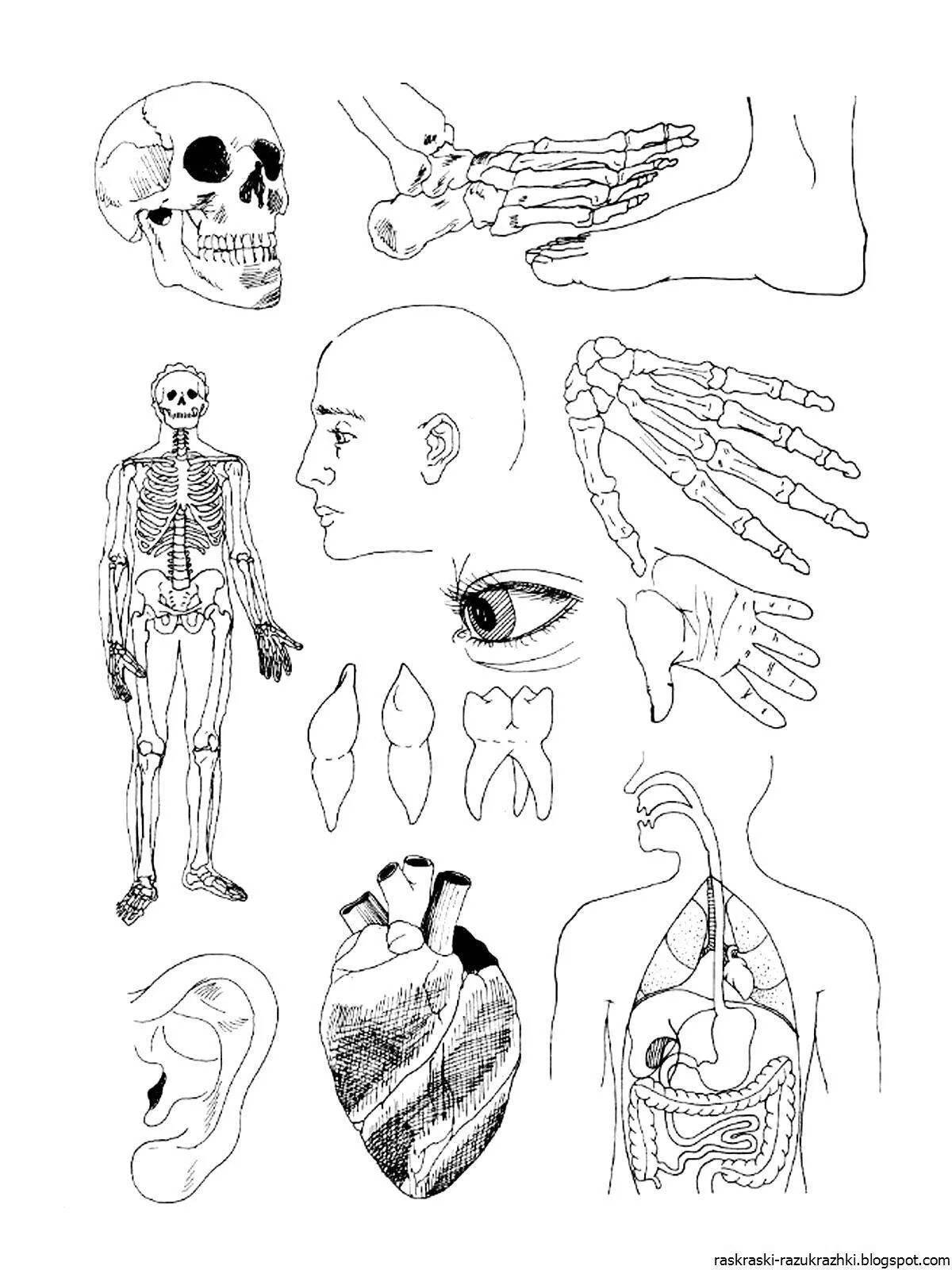 Radiant coloring page human body