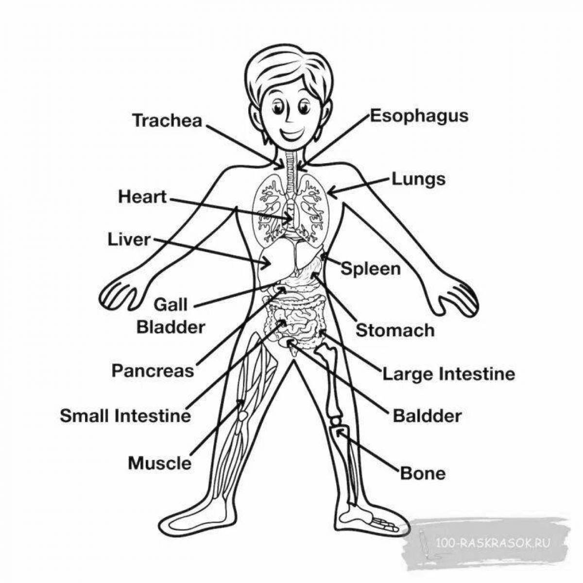 Humorous coloring of the human body