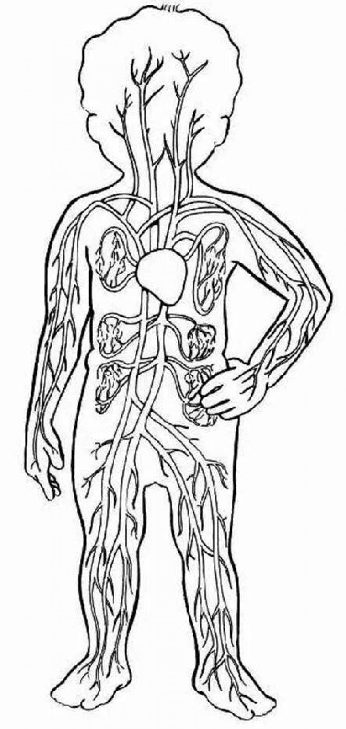 Изображения систем органов человека. Контур тела человека. Тело раскраска. Контур человека с внутренними органами. Организм человека раскраска.