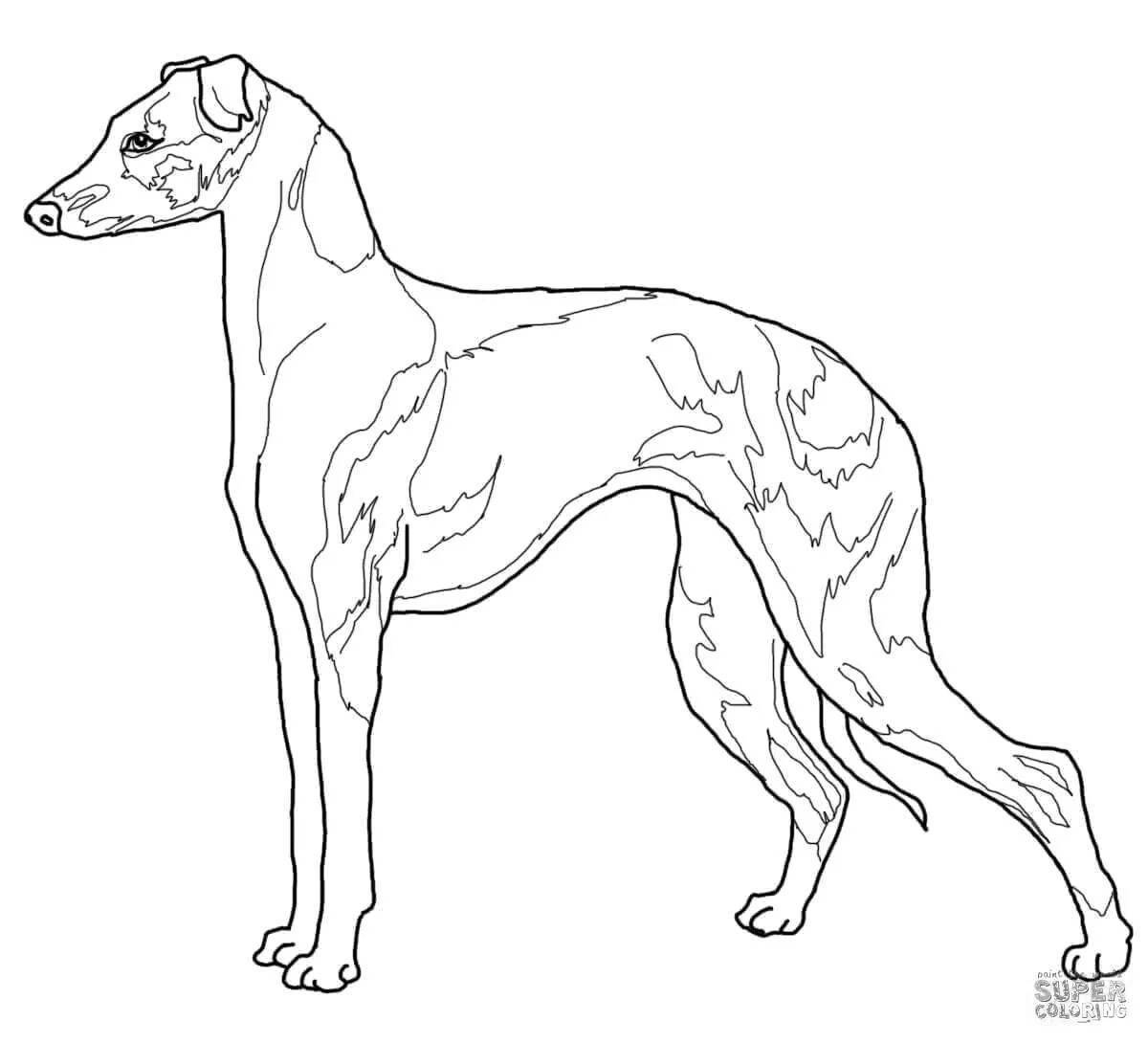 Coloring page affectionate hunting dog