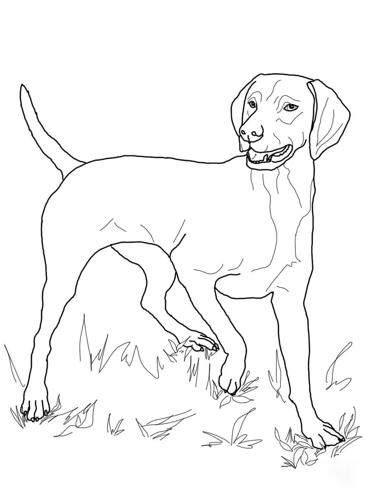 Dashing hunting dog coloring page