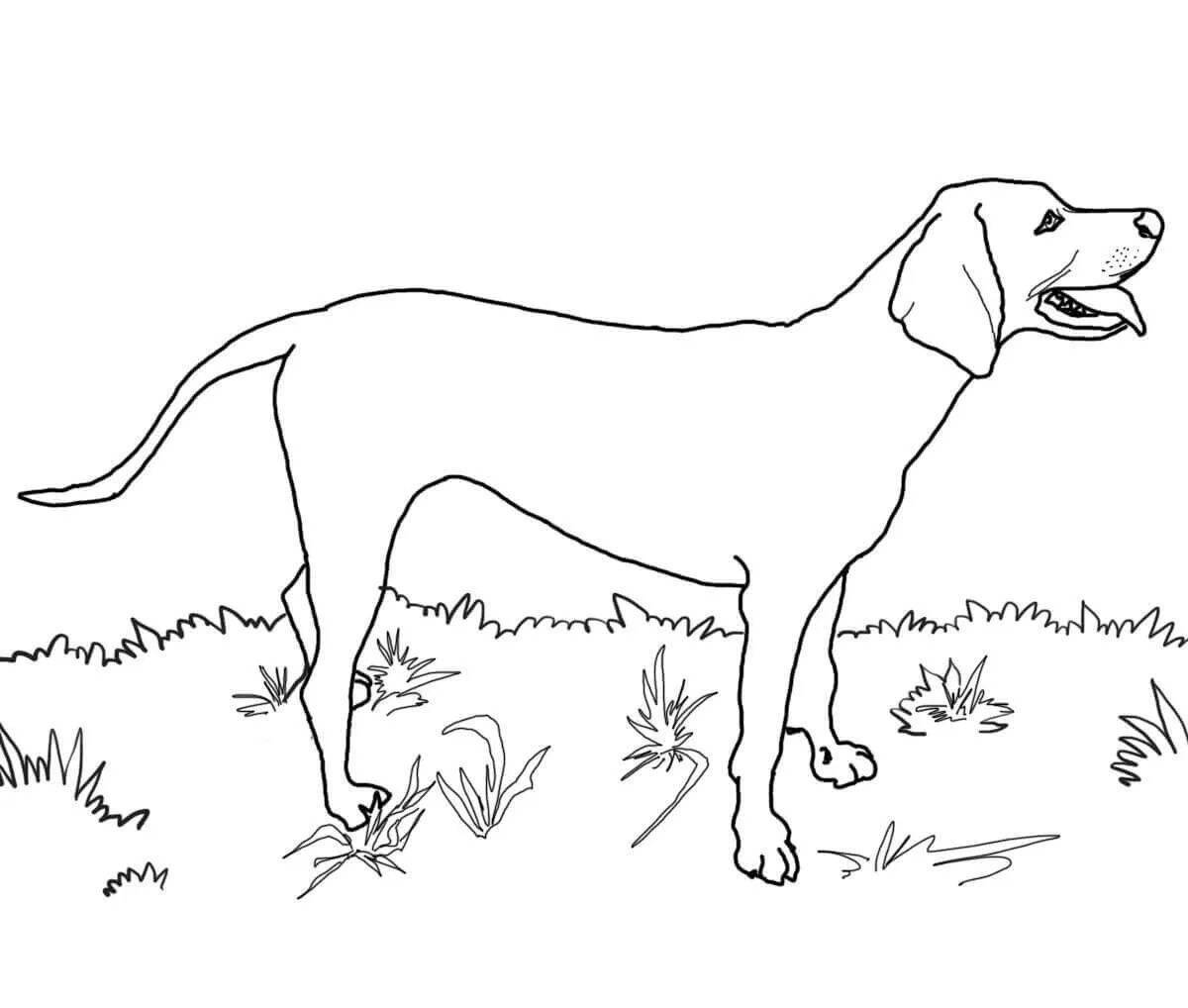 Coloring royal hunting dog