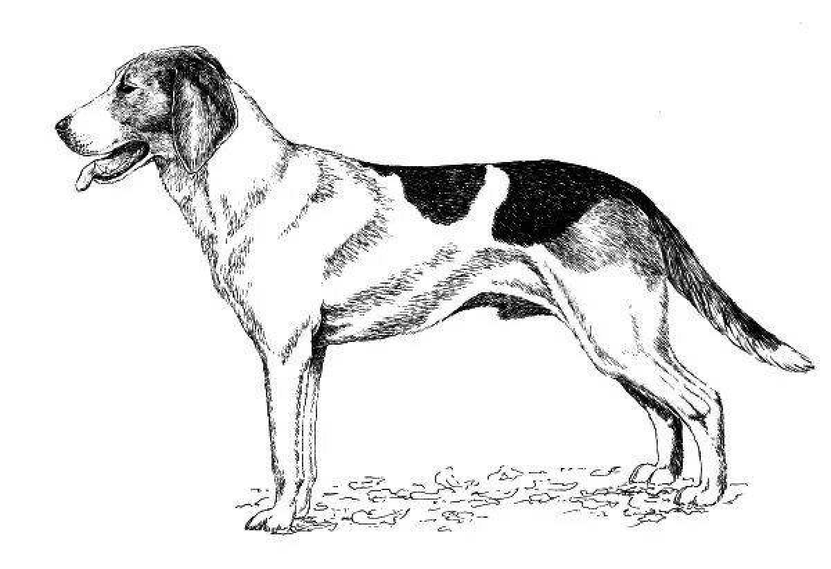 Hunting dog coloring page