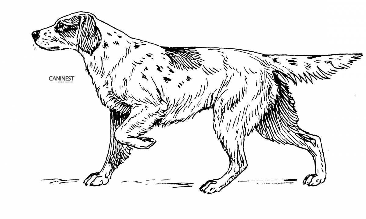 Coloring page gorgeous hunting dog