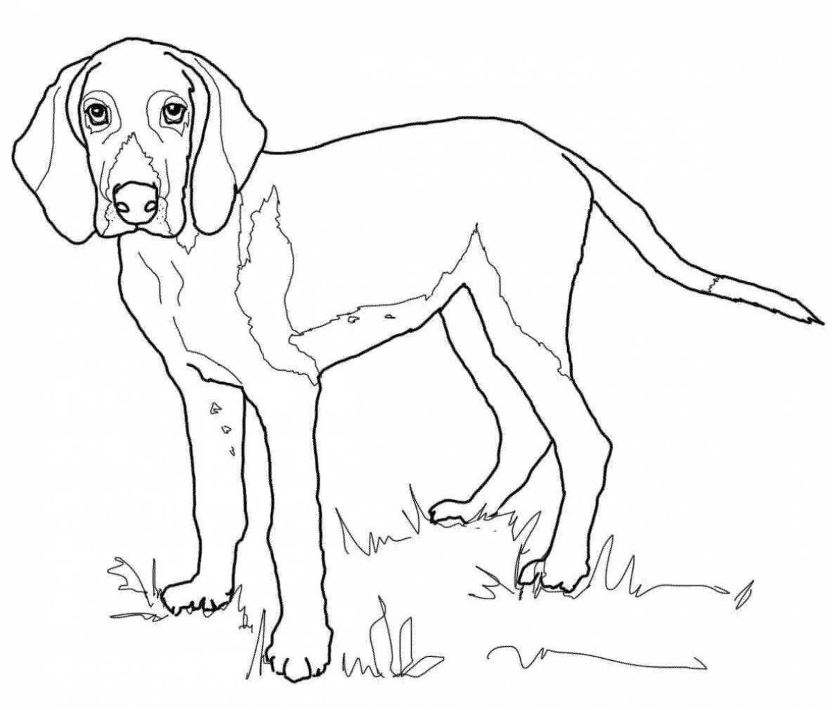 Coloring noble hunting dog