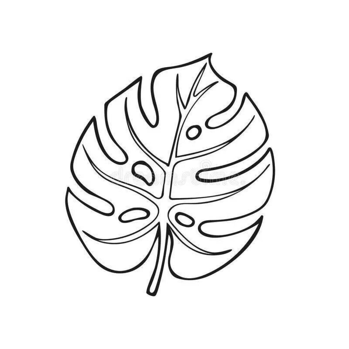 Coloring exotic monstera leaves