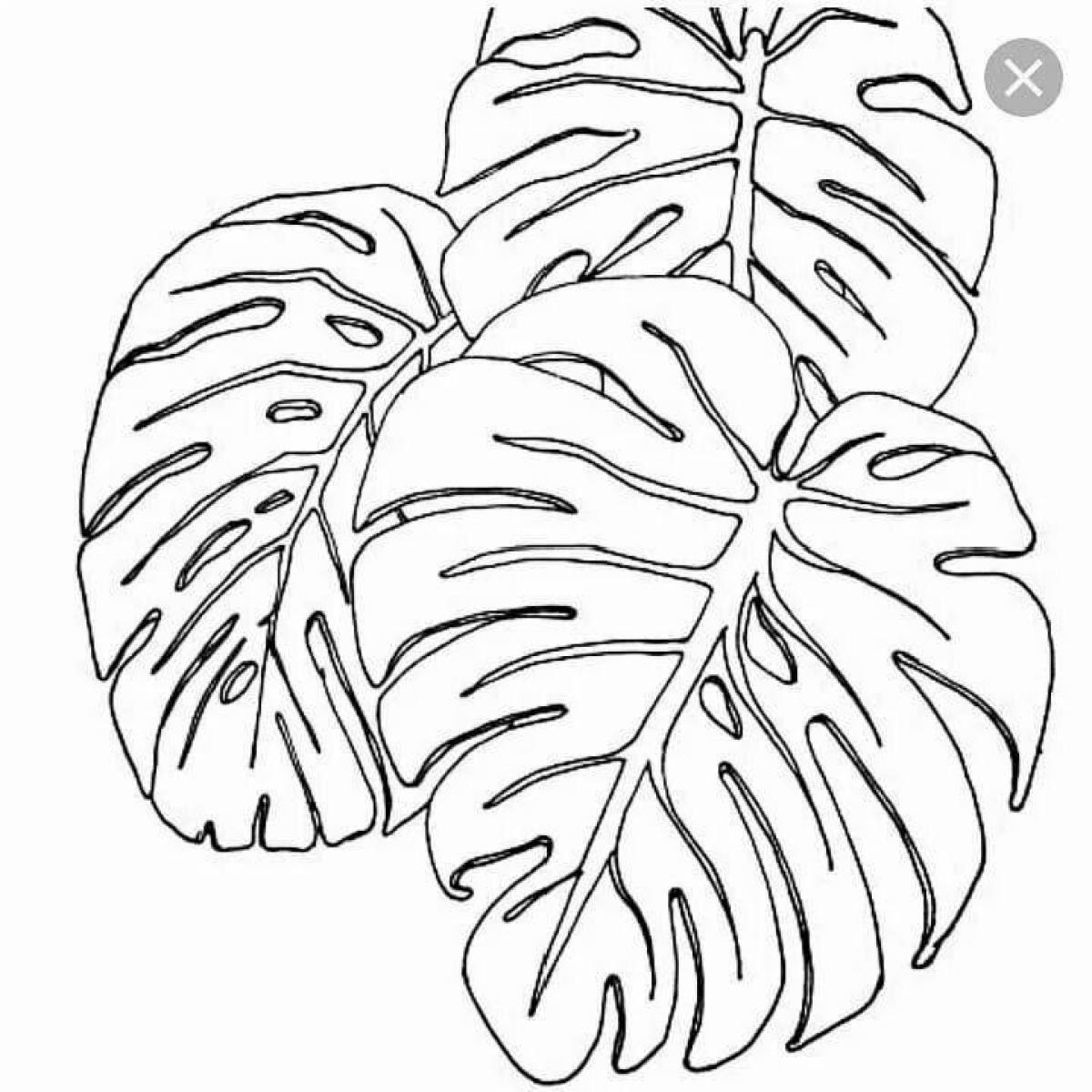 Delightful monstera leaf coloring page