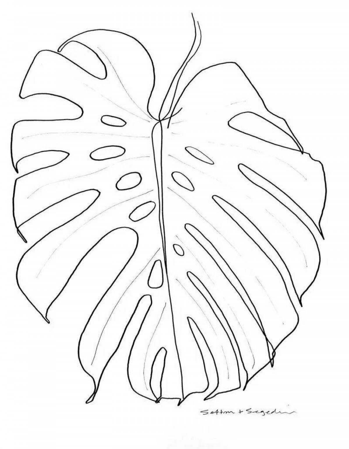Coloring splendid monstera leaf