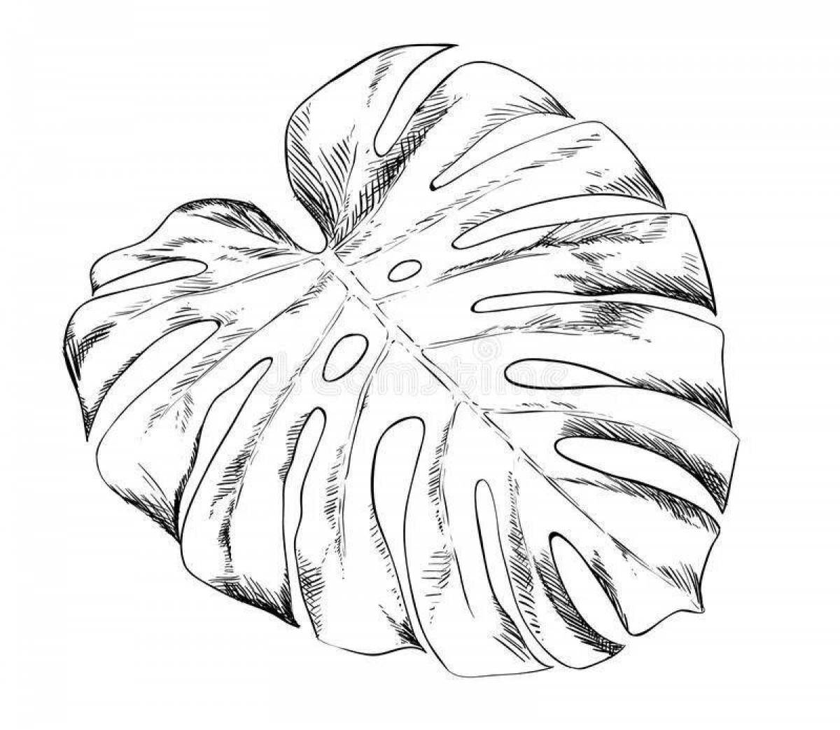 Great monstera leaf coloring page
