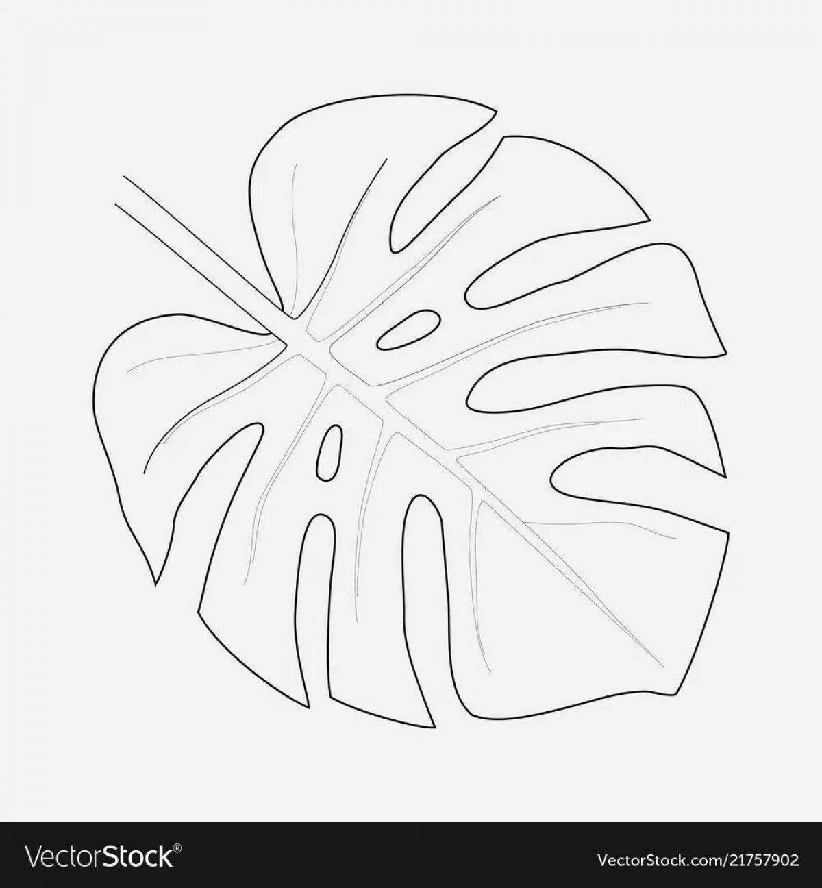 Coloring page gorgeous monstera leaf