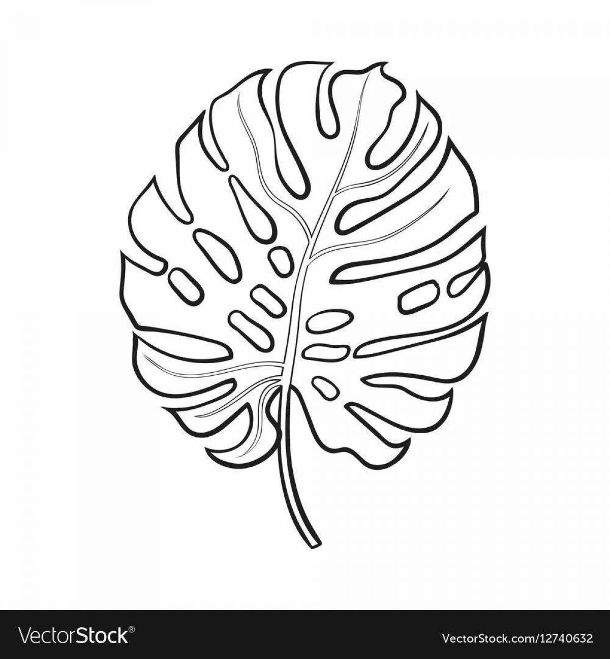 Beautiful monstera leaf coloring page