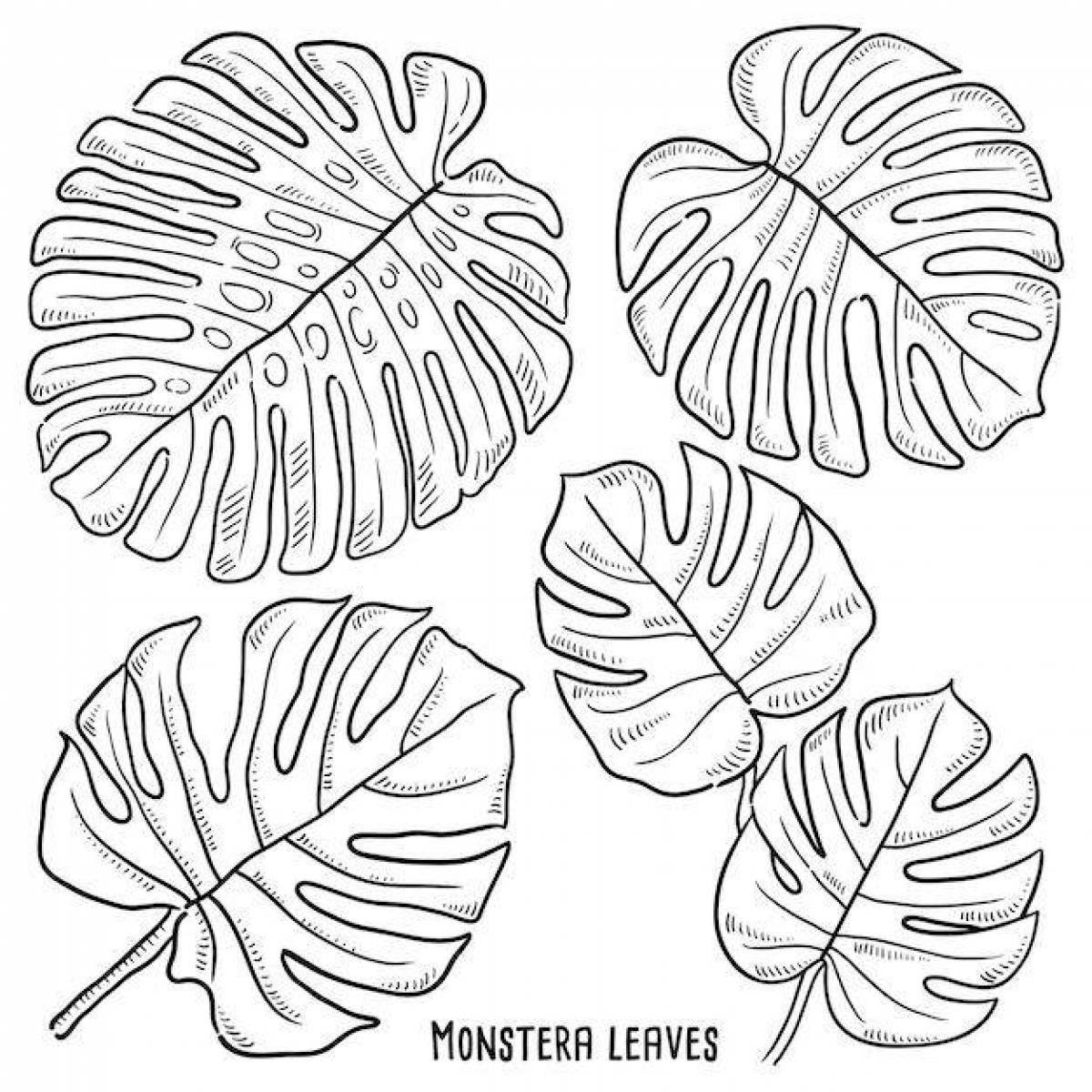 Блестящая страница раскраски листьев монстеры