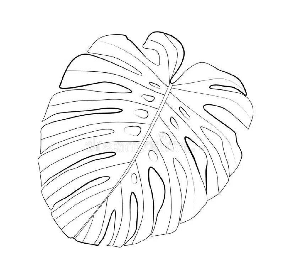 Coloring monstera cheerful leaf