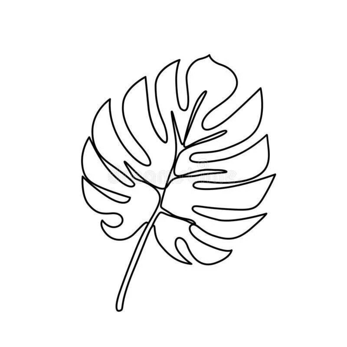 Coloring harmonic leaf monstera