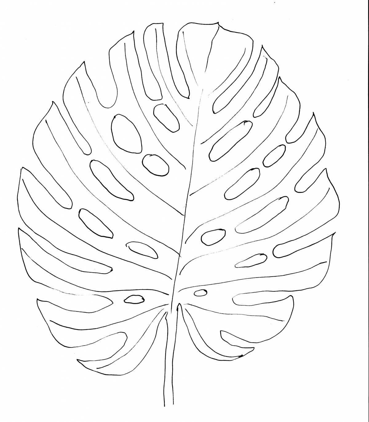Refreshing monstera leaf coloring page