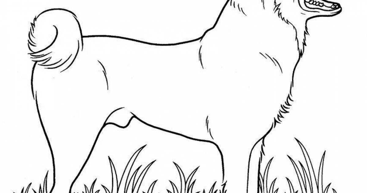 Раскраска величественная большая собака