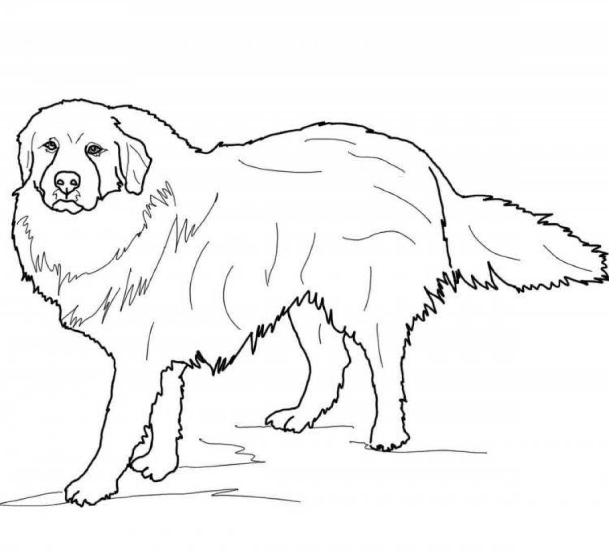 Очаровательная большая собака-раскраска