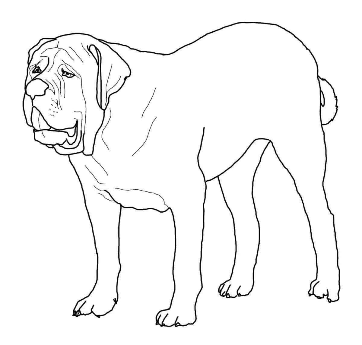 Раскраска буйная большая собака